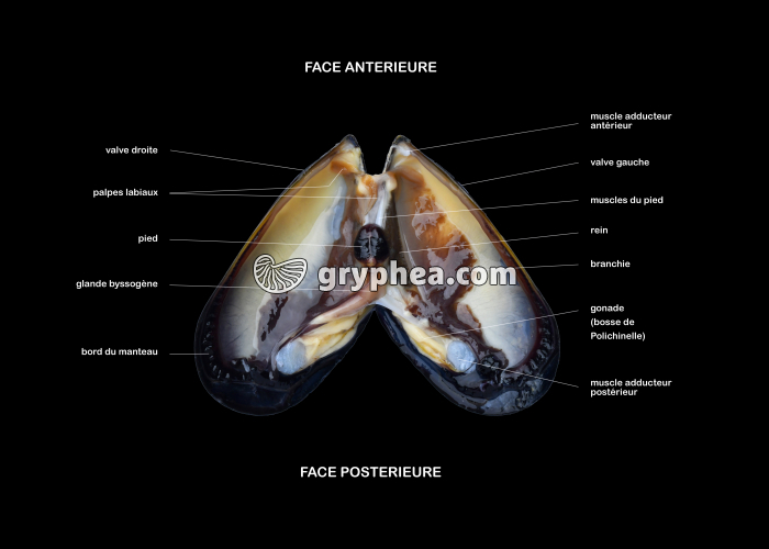 Anatomie interne de la Moule (vue légendée) - gryphea.com